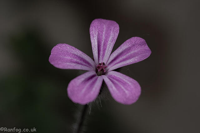 Flower Power