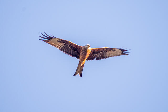 Red Kite