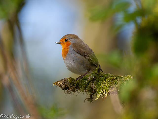 Red Robin