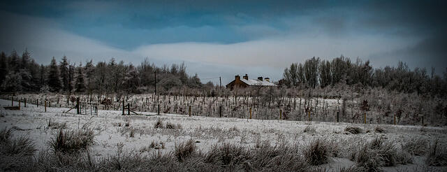 Snowy Colour